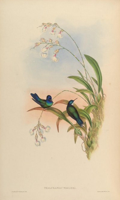 Thalurania wagleri = Cyanophaia bicolor by John Gould